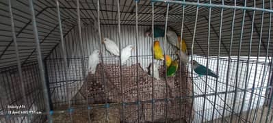 love bird