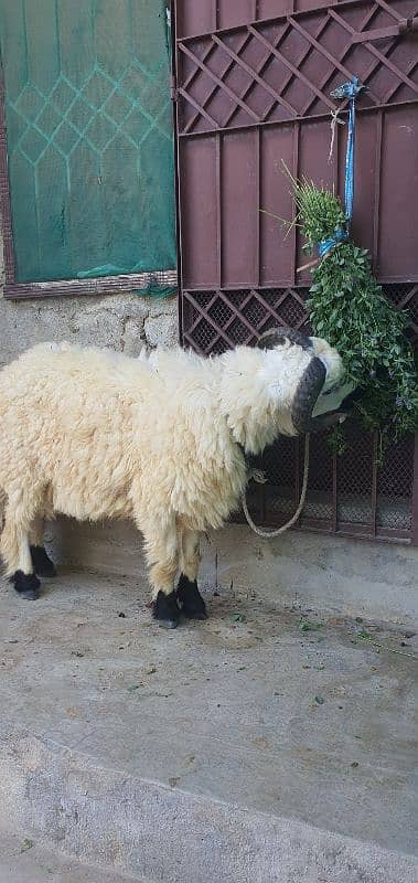 dumba bakra jori for sale 0