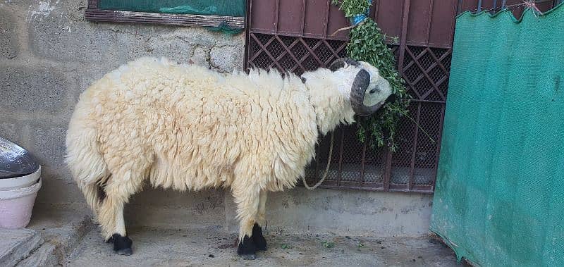 dumba bakra jori for sale 1