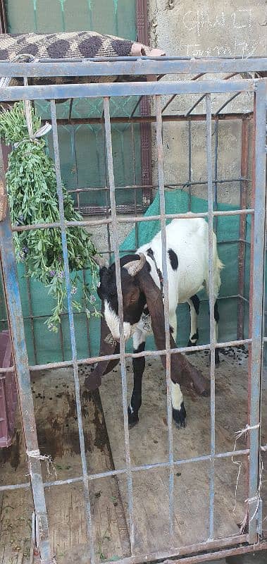 dumba bakra jori for sale 2