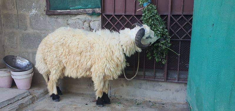 dumba bakra jori for sale 3