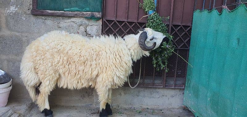 dumba bakra jori for sale 4