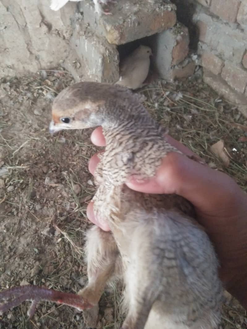cholistani teetar 03464815775 0