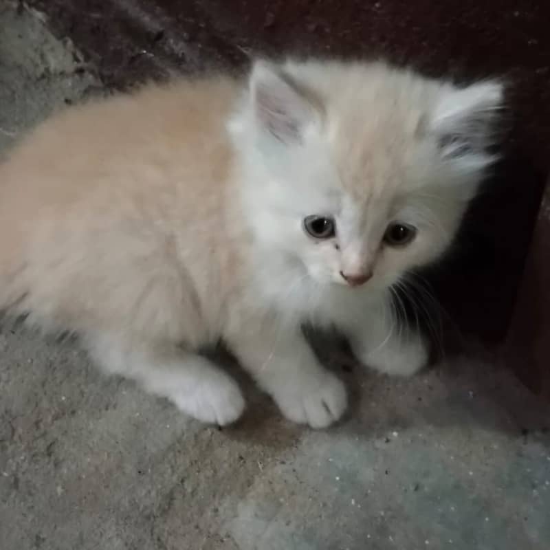 kitten /  Cat/ Persian cat / Persian kitten / long coated cat 1