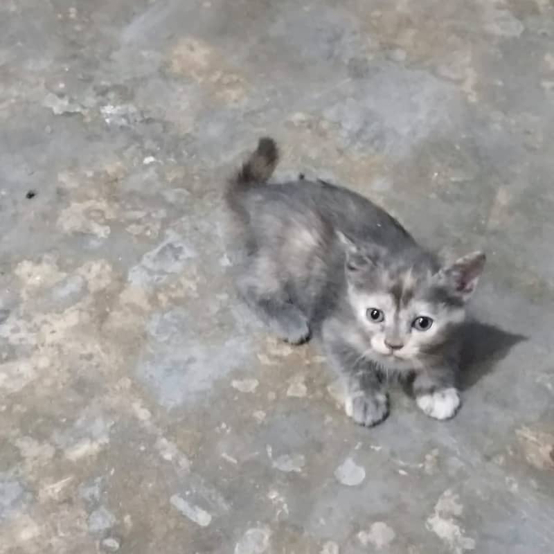 kitten /  Cat/ Persian cat / Persian kitten / long coated cat 2