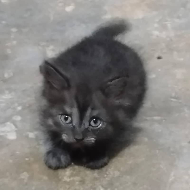 kitten /  Cat/ Persian cat / Persian kitten / long coated cat 3