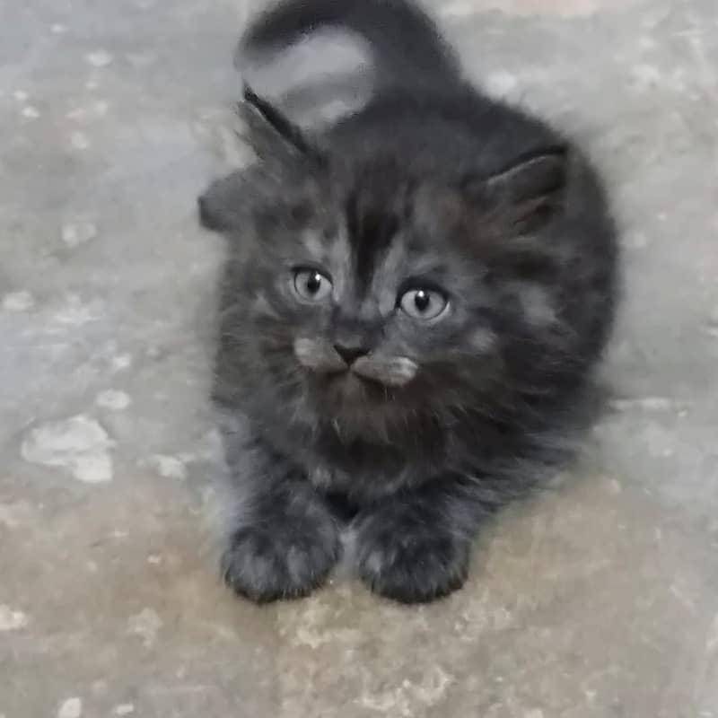 kitten /  Cat/ Persian cat / Persian kitten / long coated cat 4