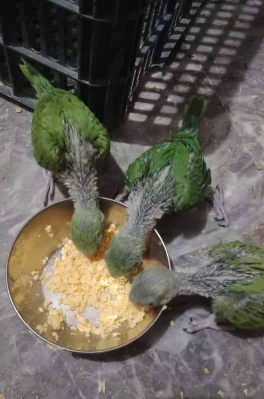 Green Ringneck Chick's For Sale Location Multan (03319033255) 1