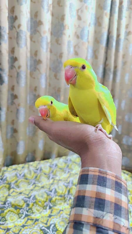 breader Pair with history 1