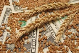 wheat (gundum) available