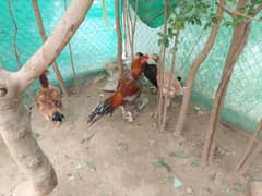 Nayab Sindhi Saleta Sindhi Aseel