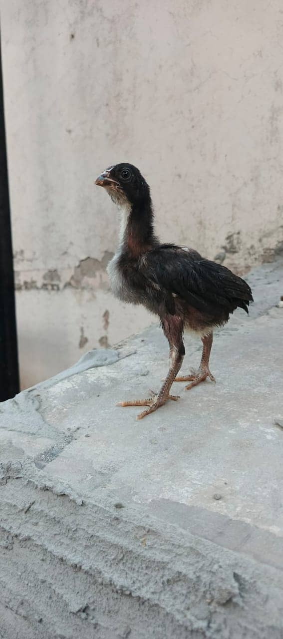 Pure Thai Ring bird Chicks | Pure Aseel | Black Eyes | Reasonable 0