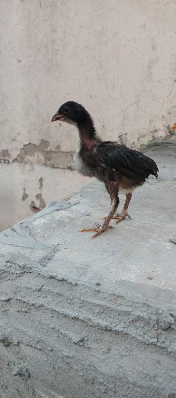 Pure Thai Ring bird Chicks | Pure Aseel | Black Eyes | Reasonable 1