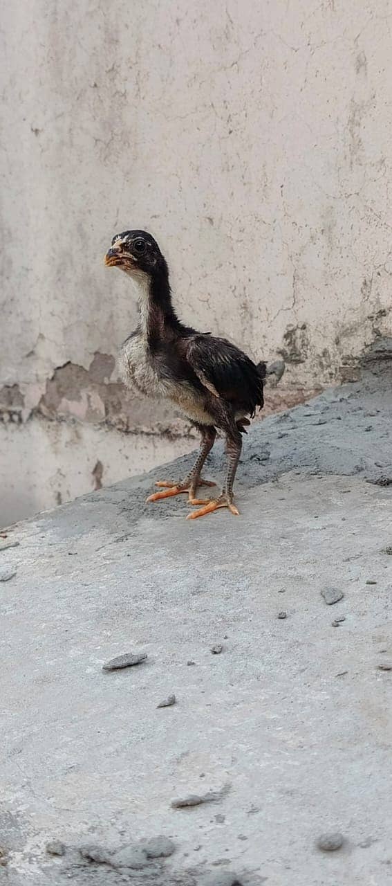 Pure Thai Ring bird Chicks | Pure Aseel | Black Eyes | Reasonable 2