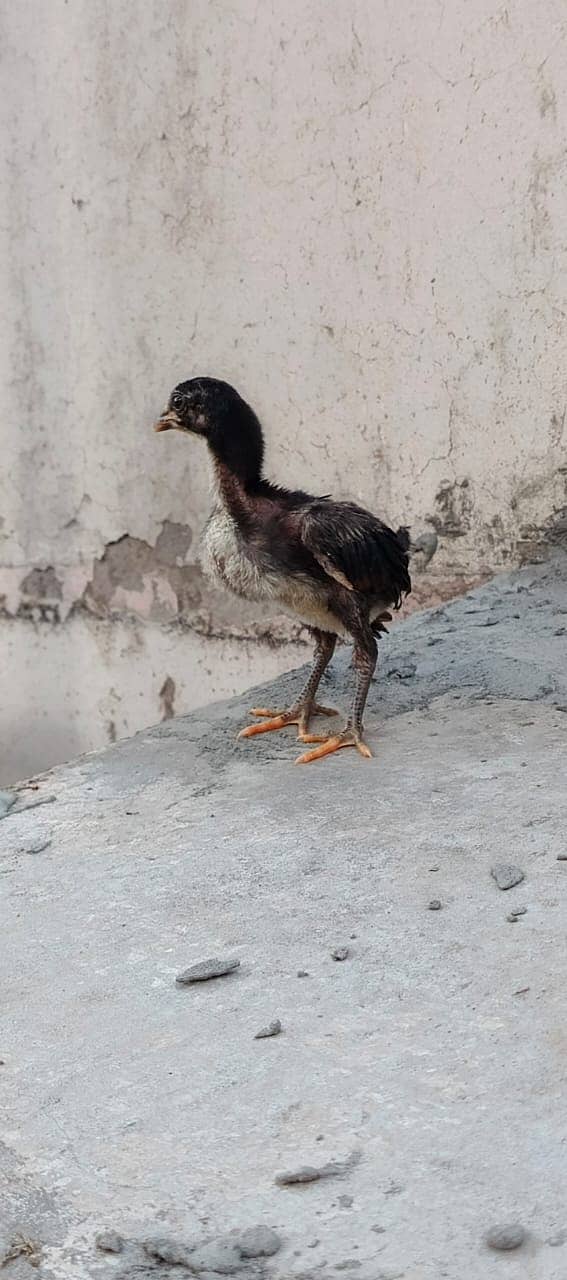 Pure Thai Ring bird Chicks | Pure Aseel | Black Eyes | Reasonable 3