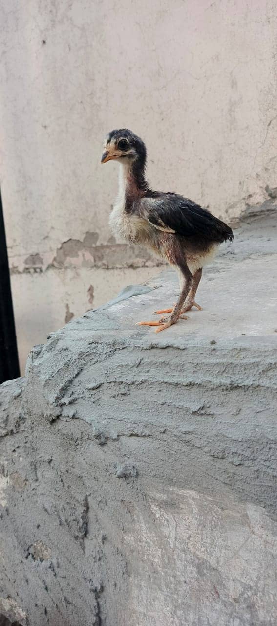 Pure Thai Ring bird Chicks | Pure Aseel | Black Eyes | Reasonable 5