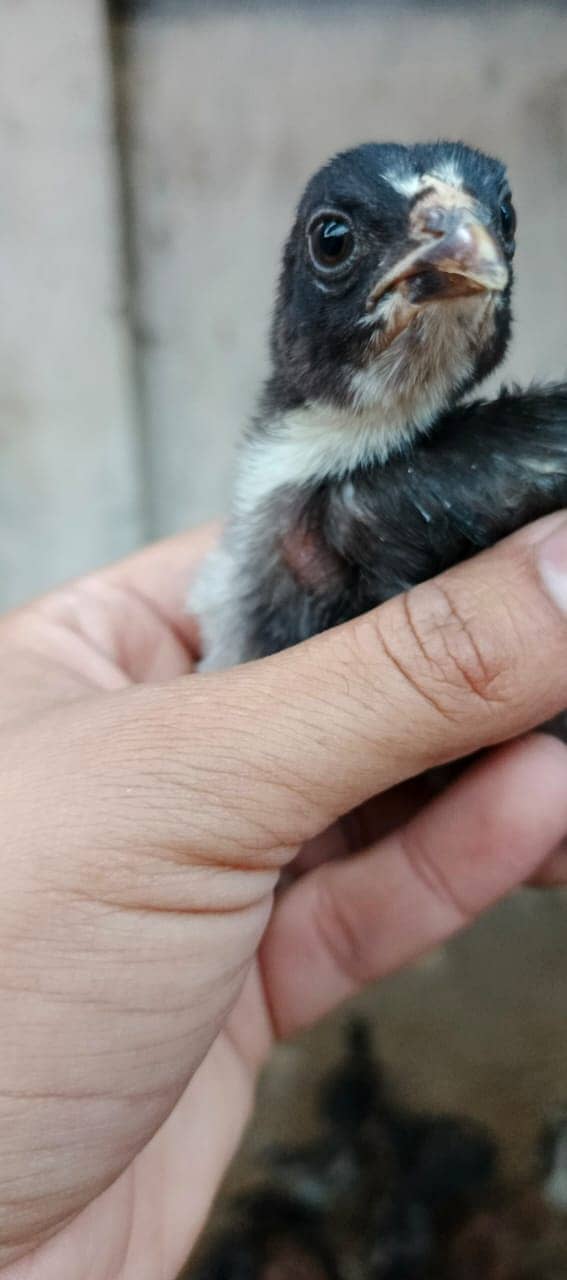 Pure Thai Ring bird Chicks | Pure Aseel | Black Eyes | Reasonable 6