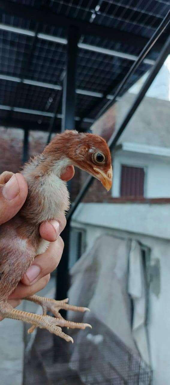 Pure Thai Ring bird Chicks | Pure Aseel | Black Eyes | Reasonable 7