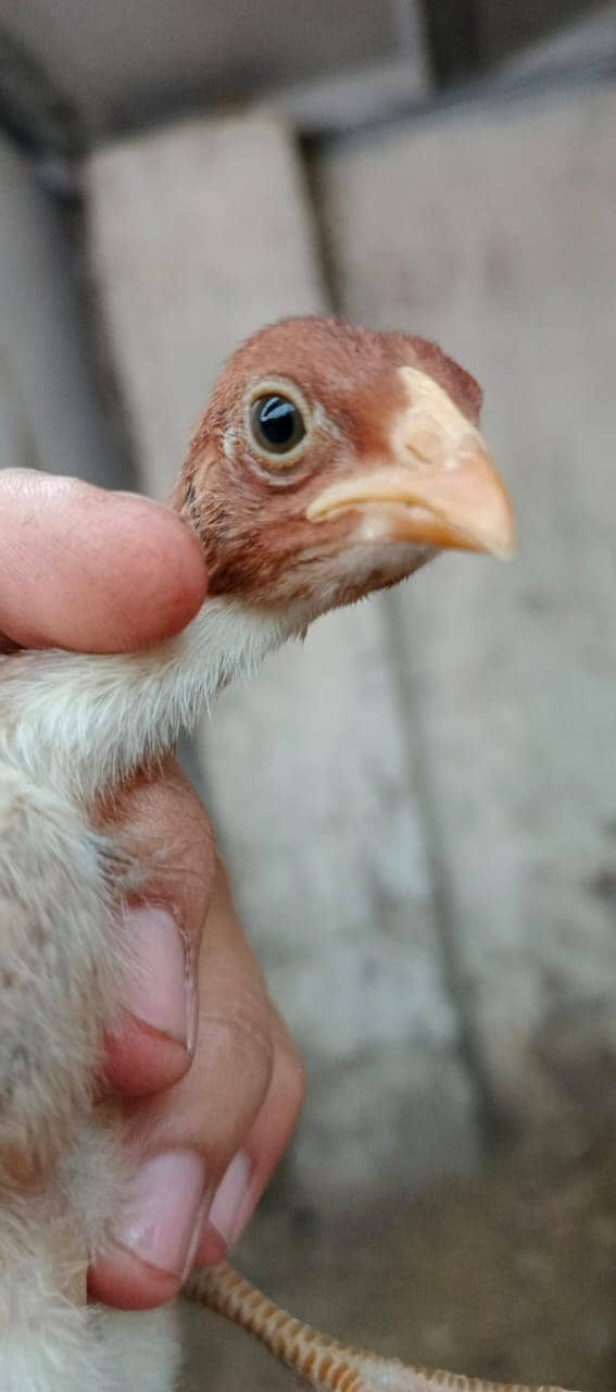 Pure Thai Ring bird Chicks | Pure Aseel | Black Eyes | Reasonable 9