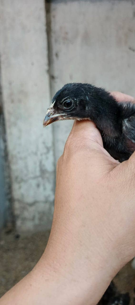 Pure Thai Ring bird Chicks | Pure Aseel | Black Eyes | Reasonable 10