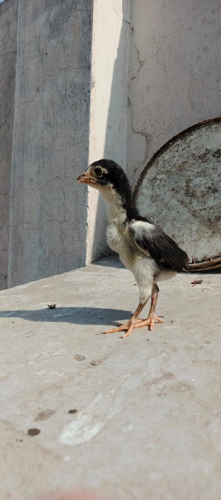 Pure Thai Ring bird Chicks | Pure Aseel | Black Eyes | Reasonable 11