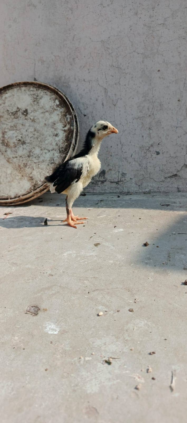 Pure Thai Ring bird Chicks | Pure Aseel | Black Eyes | Reasonable 12