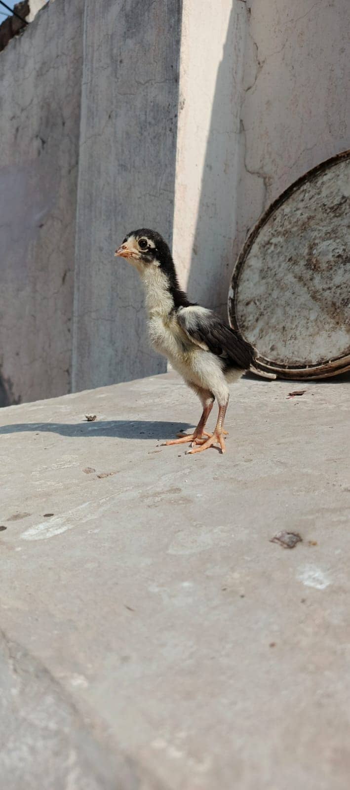 Pure Thai Ring bird Chicks | Pure Aseel | Black Eyes | Reasonable 13