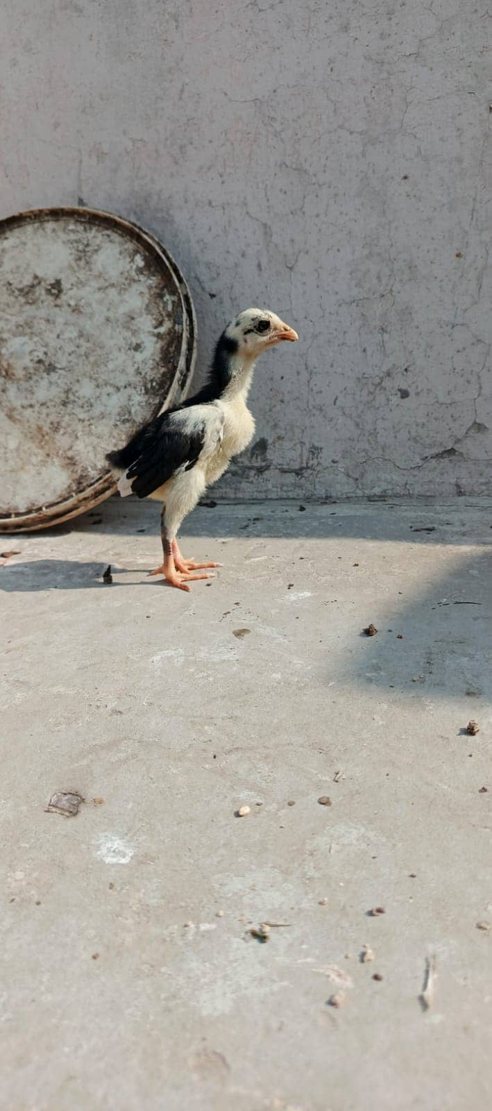 Pure Thai Ring bird Chicks | Pure Aseel | Black Eyes | Reasonable 14