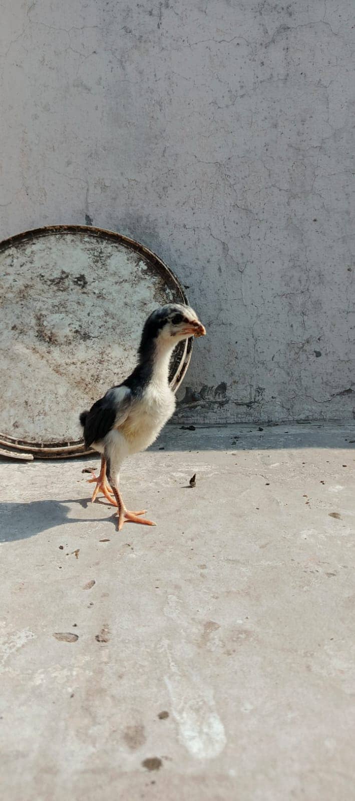 Pure Thai Ring bird Chicks | Pure Aseel | Black Eyes | Reasonable 15