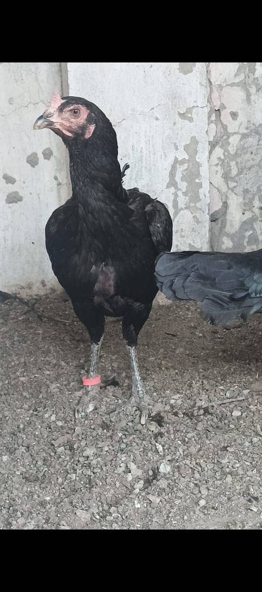 Pure Thai Ring bird Chicks | Pure Aseel | Black Eyes | Reasonable 16
