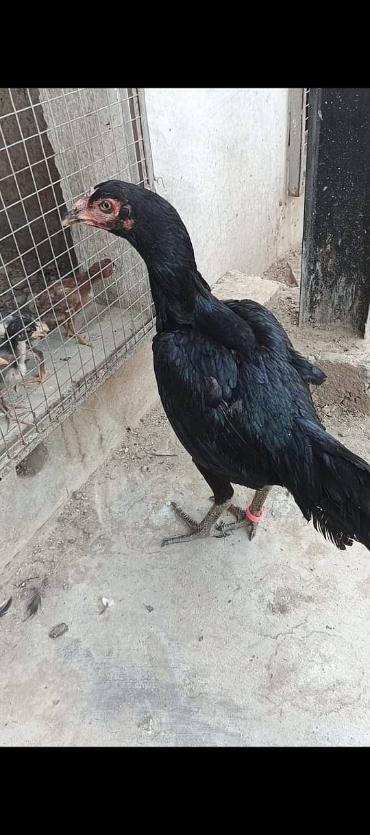 Pure Thai Ring bird Chicks | Pure Aseel | Black Eyes | Reasonable 17