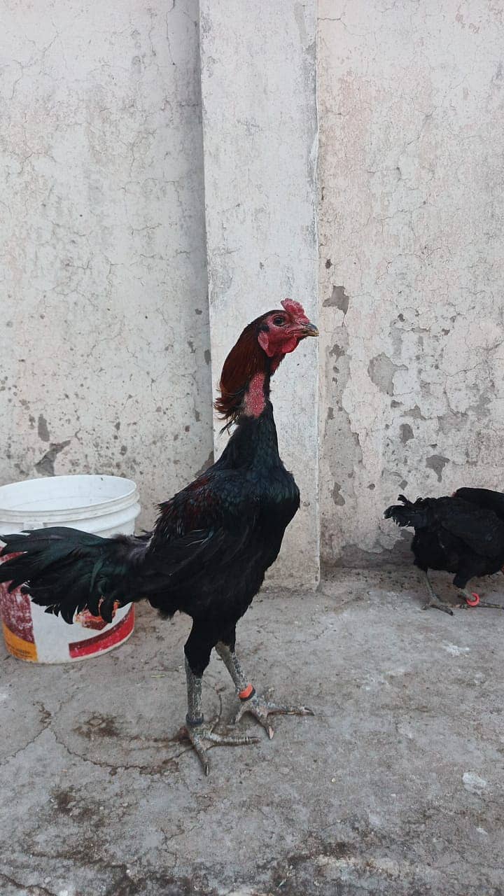 Pure Thai Ring bird Chicks | Pure Aseel | Black Eyes | Reasonable 18