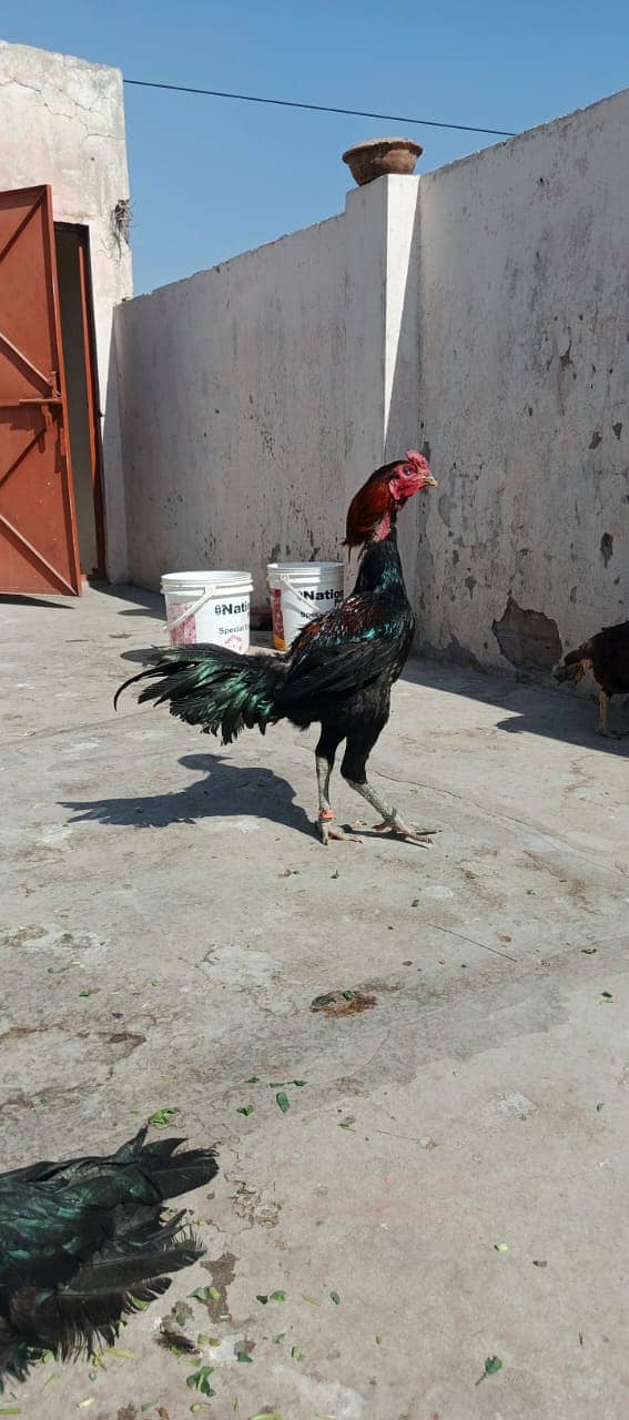 Pure Thai Ring bird Chicks | Pure Aseel | Black Eyes | Reasonable 19