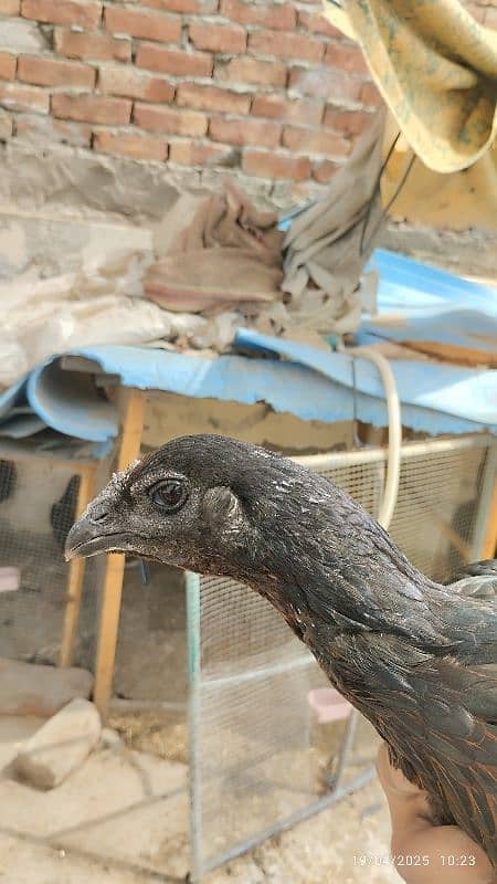 2 pure dragon pathia Madi hen for sale high quality 1