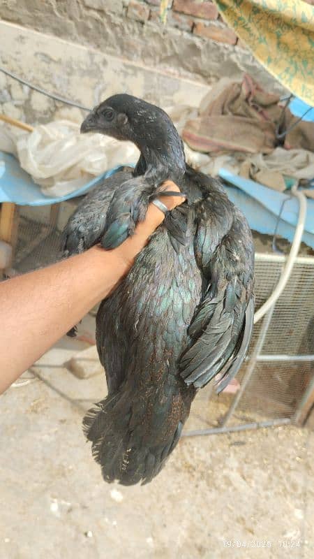 2 pure dragon pathia Madi hen for sale high quality 2