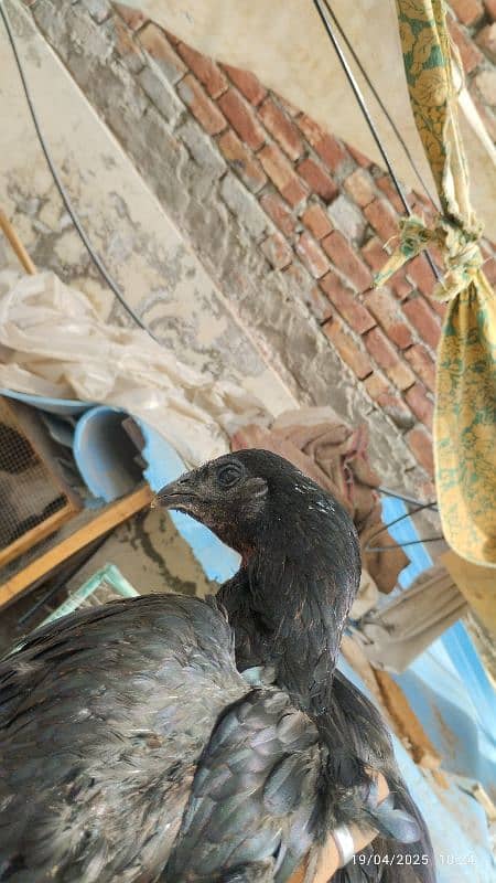 2 pure dragon pathia Madi hen for sale high quality 3