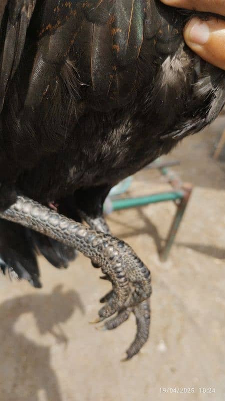 2 pure dragon pathia Madi hen for sale high quality 4