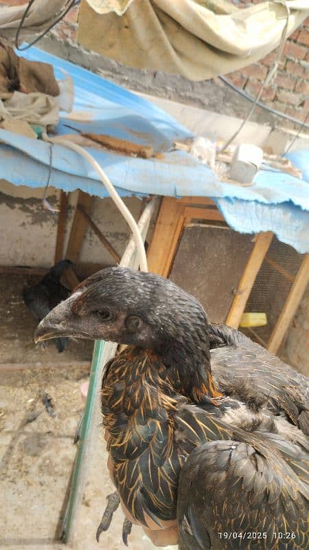 2 pure dragon pathia Madi hen for sale high quality 5