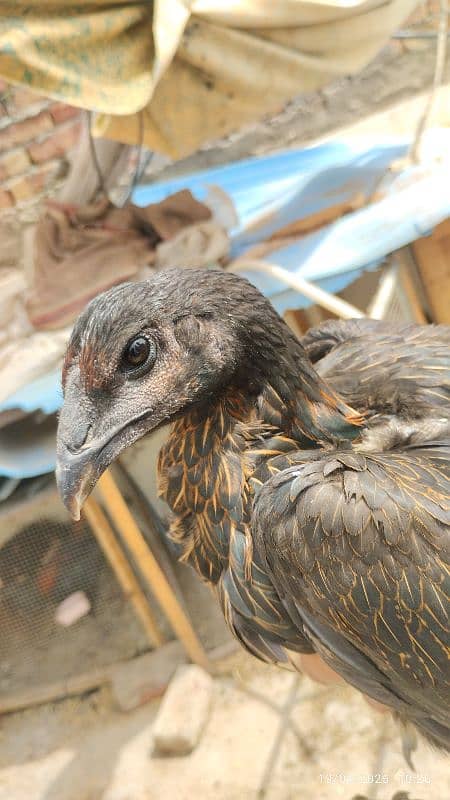 2 pure dragon pathia Madi hen for sale high quality 6