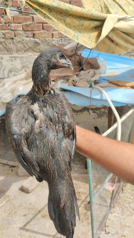 2 pure dragon pathia Madi hen for sale high quality 7