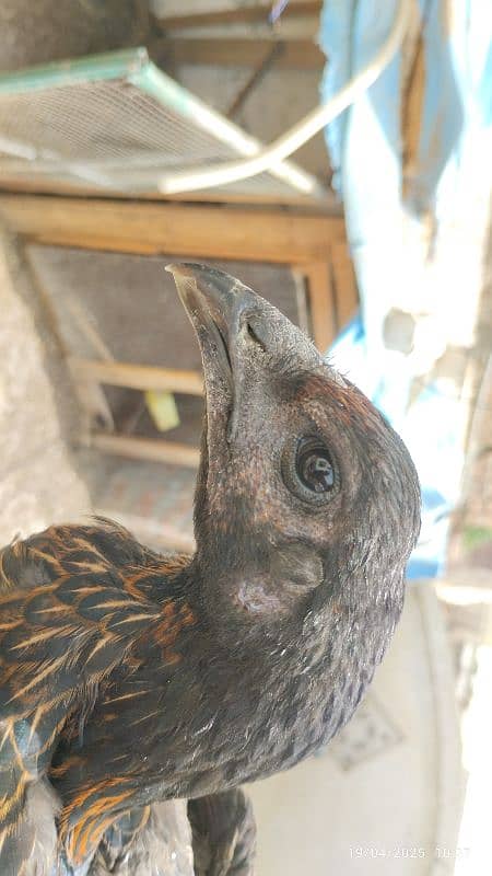 2 pure dragon pathia Madi hen for sale high quality 8
