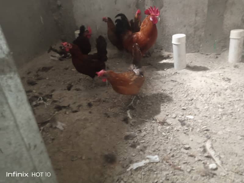5 Murgia aur 1 Murga for sale 0