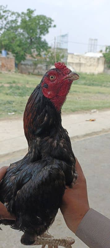 assel murga patha 0