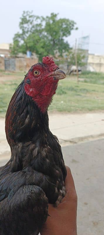 assel murga patha 3