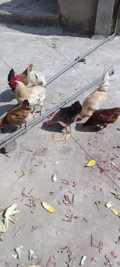 Hen