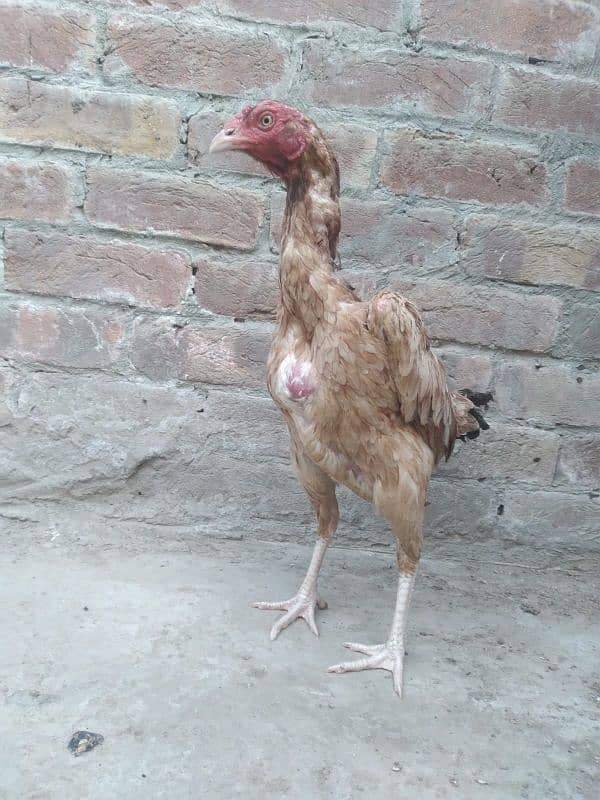 2 assel females for sale 1