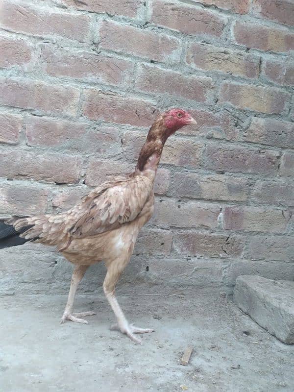 2 assel females for sale 2
