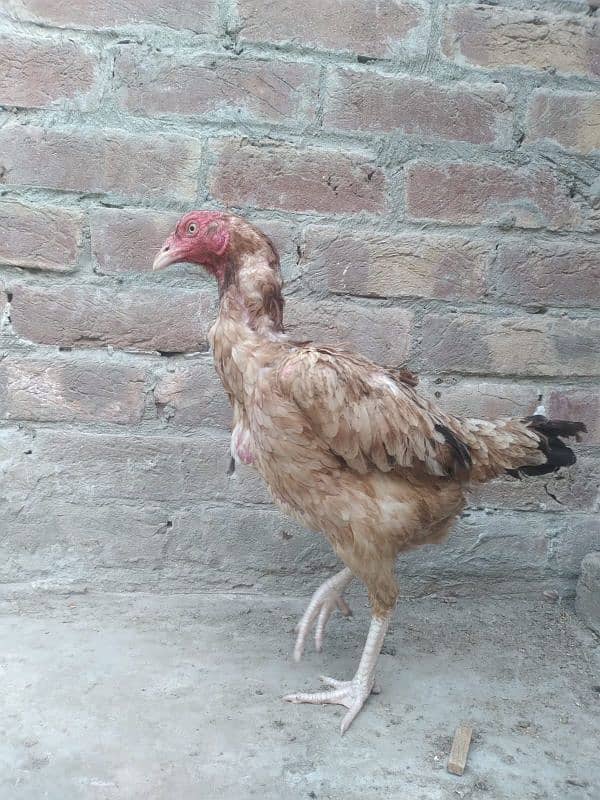 2 assel females for sale 3