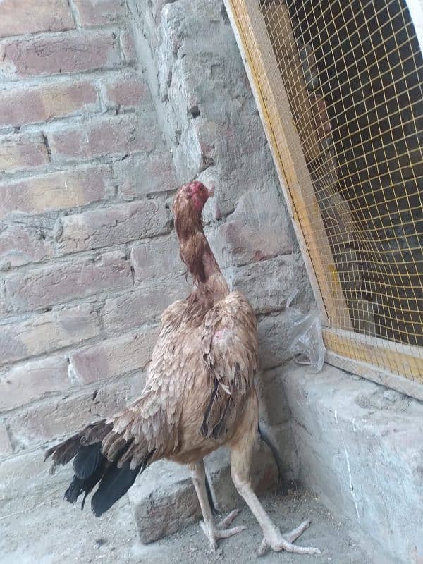 2 assel females for sale 4