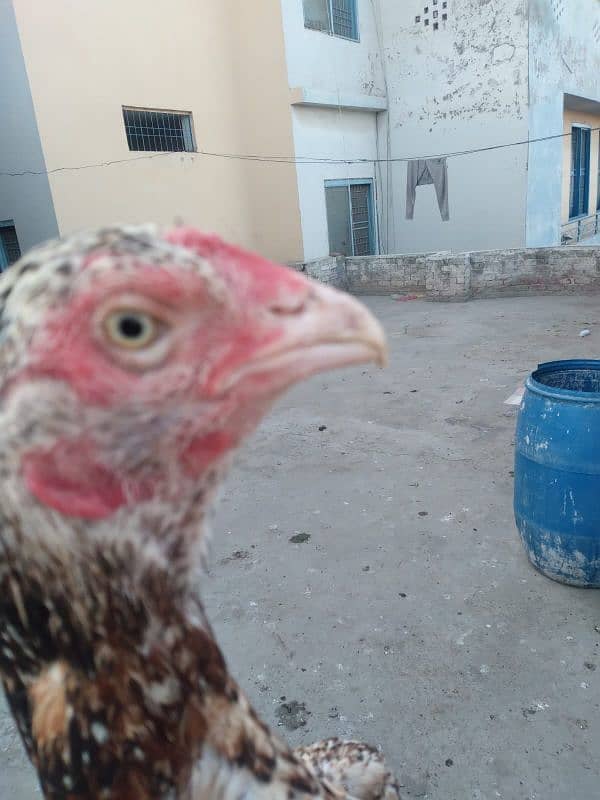 2 assel females for sale 5